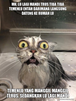 Cat bath