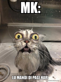 Cat bath