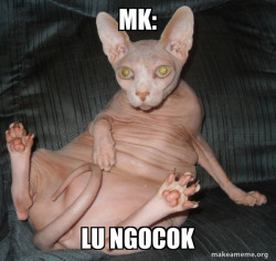 Hairless Cat