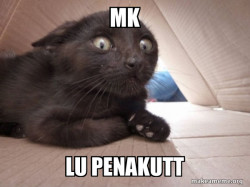Schitzo Cat