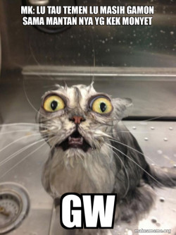 Cat bath