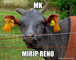 Hairless Cow
