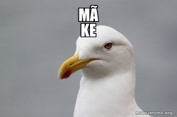 Stuff That Didn't Happen Seagull