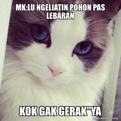 Ridiculously Photogenic Cat