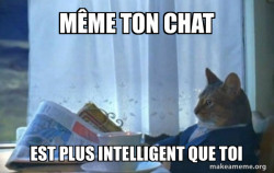 Sophisticated Cat