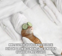 Pampered Cat Meme