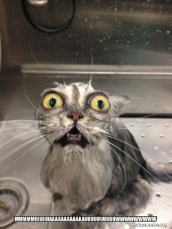 Cat bath