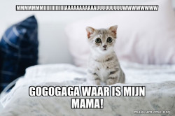 Cute Kitten