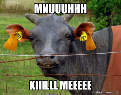 Hairless Cow