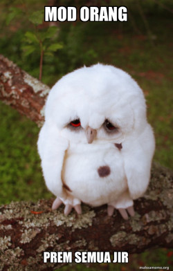 Sad Owl