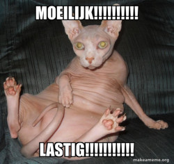 Hairless Cat