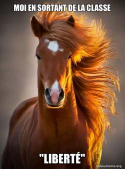 Ridiculously photogenic horse