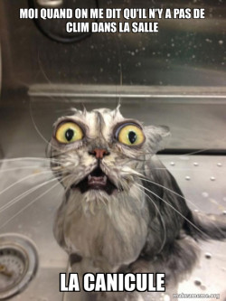 Le chat en Europe