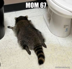Drunk Raccoon