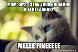 First World Cat Problems