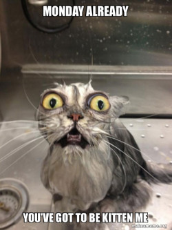 Cat bath