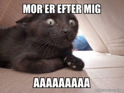 Schitzo Cat