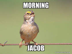 Common Opinion Sparrow