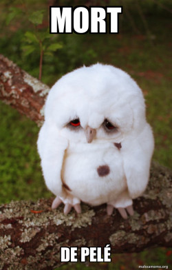 Sad Owl