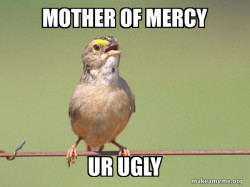 Common Opinion Sparrow