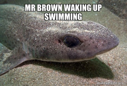 Dirty Joke Dogfish