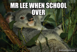 Laid Back Koala