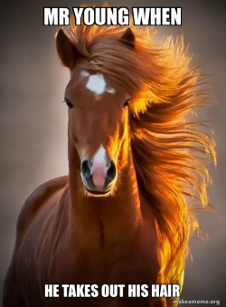Ridiculously photogenic horse