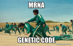 Messager RNA carrying the genetic code from the nucleus to the ribosome