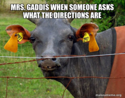 Hairless Cow