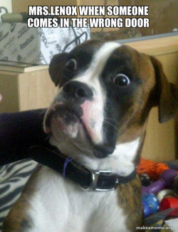 Skeptical Dog