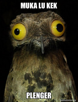 Weird Stuff I do Potoo