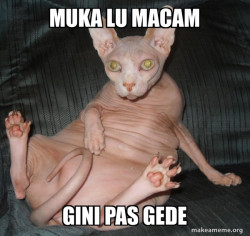 Hairless Cat