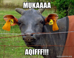 Hairless Cow