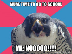 Zara bird meme 