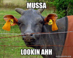 Hairless Cow