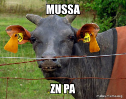 Hairless Cow