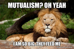 Contemplative Lion
