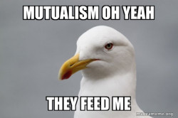 Stuff That Didn't Happen Seagull