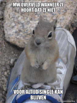 Standover Squirrel