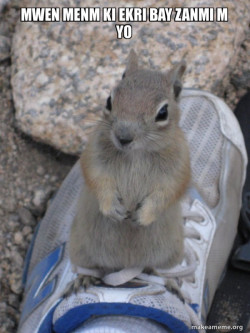 Standover Squirrel