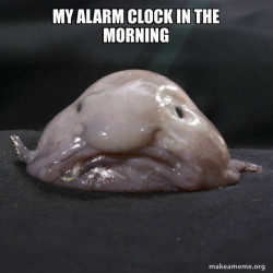 Blobfish