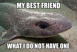 Dirty Joke Dogfish