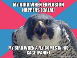My bird's life