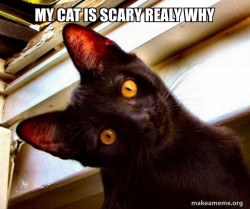 Overly Attached Cat