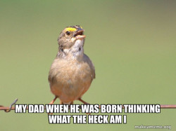 Common Opinion Sparrow