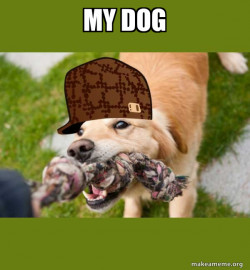 Scumbag dog