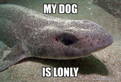 Dirty Joke Dogfish