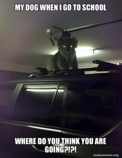 Drop Bear