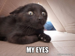 Schitzo Cat