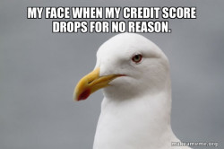 Credit Score Bird